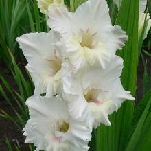 ГЛАДИОЛУС ПОВЕРЬ В МЕЧТУ 3шт-пакет