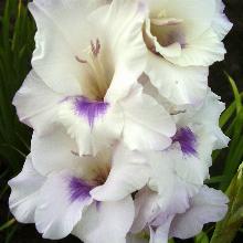 ГЛАДИОЛУС ХОУМКАМИНГ 3шт-пакет