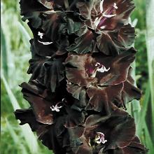 ГЛАДИОЛУС ЧЕРНЫЙ КАРДИНАЛ 3шт-пакет