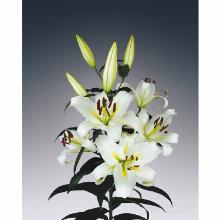 Нажмите чтобы увеличить изображение