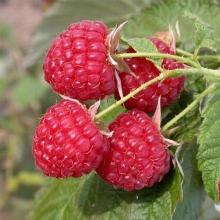 МАЛИНА РЕМОНТАНТНАЯ ОСЕННЯЯ КРАСАВИЦА пакет