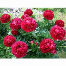 Нажмите чтобы увеличить изображение