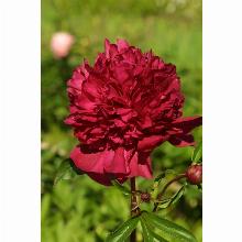 Нажмите чтобы увеличить изображение