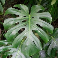 МОНСТЕРА   горшок-p9 флос