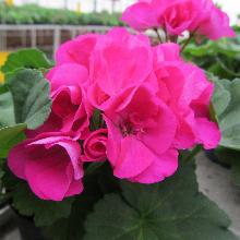 Нажмите чтобы увеличить изображение