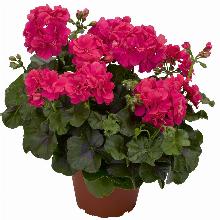 ПЕЛАРГОНИЯ АМПЕЛЬНАЯ МАХРОВАЯ горшок-p9 флос