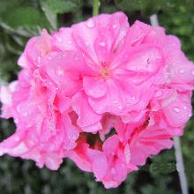 ПЕЛАРГОНИЯ АМПЕЛЬНАЯ РОЗОВАЯ горшок-p9 флос