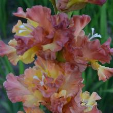 ГЛАДИОЛУС СОЛНЕЧНЫЙ КАРАПУЗ 3шт-пакет