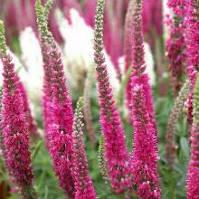 ВЕРОНИКА КОЛОСИСТАЯ РОТФУЧС пакет