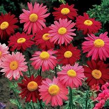 ПИРЕТРУМ КРАСНЫЙ ГИГАНТЫ РОБИНСОНА пакет