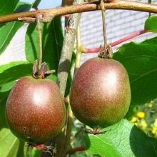 АКТИНИДИЯ АРГУТА ВЕЙКИ ЖЕНСКАЯ пакет