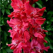 ГЛАДИОЛУС РУССКИЙ ШАНСОН 3шт-пакет