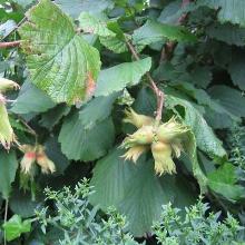 ЛЕЩИНА ОБЫКНОВЕННАЯ НОТТИНГЕМ горшок-p9