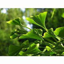 Нажмите чтобы увеличить изображение