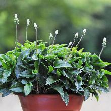 ДРИМИОПСИС   горшок-с1 флос