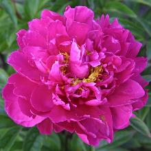 ПИОН КАРЛ РОЗЕНФИЛД горшок-с3