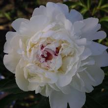 Нажмите чтобы увеличить изображение