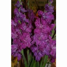 Нажмите чтобы увеличить изображение