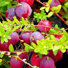 КЛЮКВА КРУПНОПЛОДНАЯ БИГ ПЕРЛ горшок-с1