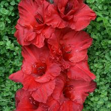 ГЛАДИОЛУС БРАВИСИМО 1шт-пакет 3-разбор