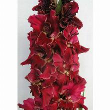 Нажмите чтобы увеличить изображение