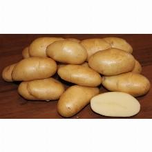 КАРТОФЕЛЬ СЕМЕННОЙ ФРИТЕЛЛА 10шт