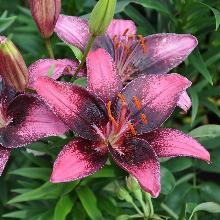 ЛИЛИЯ ПУРПЛ АЙ АЗИАТСКИЙ ГИБРИД пакет