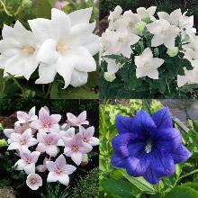 ПЛАТИКОДОН СМЕСЬ горшок-с2 флос