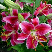 ЛИЛИЯ СТАРГЕЙЗЕР ВОСТОЧНЫЙ ГИБРИД 4шт-пакет