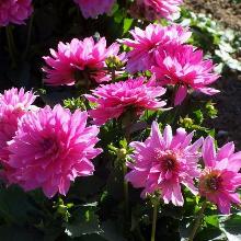 ГЕОРГИНА ГЭЛЛЕРИ РЕНУАР горшок-с3 флос