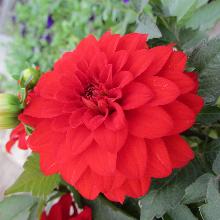 ГЕОРГИНА ГЭЛЛЕРИ РИВЕРА горшок-с3 флос