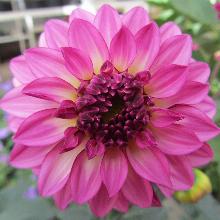 ГЕОРГИНА ГЭЛЛЕРИ СИСЛЕЙ горшок-с3 флос