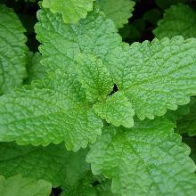 МЕЛИССА   горшок-с1 флос