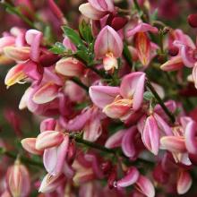 РАКИТНИК ГОЛЛАНДИЯ горшок-с3