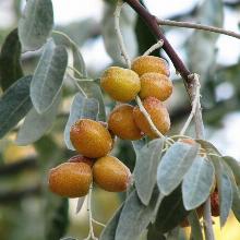 ЛОХ УЗКОЛИСТНЫЙ горшок-с2