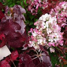 ГОРТЕНЗИЯ ДУБОЛИСТНАЯ БУРГУНДИЯ горшок-с2