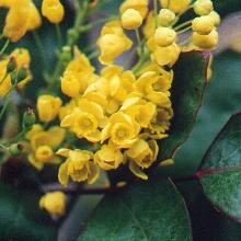 МАГОНИЯ ПАДУБОЛИСТНАЯ СМАРАГД горшок-с2