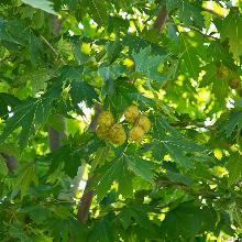 ПЛАТАН ИСПАНСКИЙ КЛЕНОЛИСТНЫЙ горшок-с5