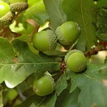 ДУБ ЧЕРЕШЧАТЫЙ горшок-с15