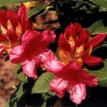 РОДОДЕНДРОН АННА РОУЗ УИТНИ горшок-с7,5