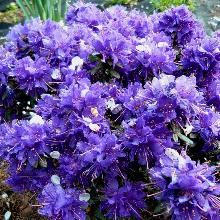 РОДОДЕНДРОН АЗУРИКА горшок-с3