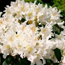 РОДОДЕНДРОН КУНИНГАМС УАЙТ горшок-с27