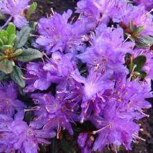 РОДОДЕНДРОН ПЕПЛ ПИЛЛОУ горшок-с3