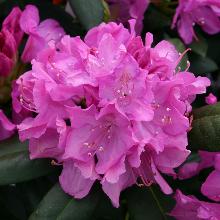 РОДОДЕНДРОН ГИБРИДНЫЙ РОЗЕУМ ЭЛЕГАНС горшок-с3