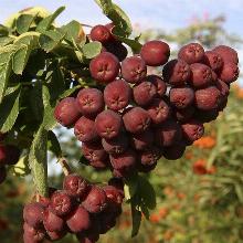 РЯБИНА ТИТАН горшок-с21