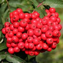 РЯБИНА ЭДУЛИС горшок-с21