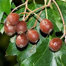 РЯБИНА ТОРМИНАЛИС горшок-с5