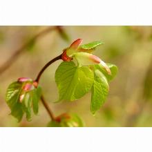 Нажмите чтобы увеличить изображение