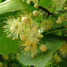 ЛИПА СЕРДЦЕВИДНАЯ горшок-с37.5