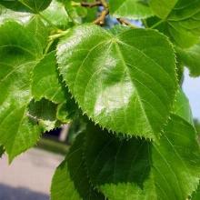 Нажмите чтобы увеличить изображение